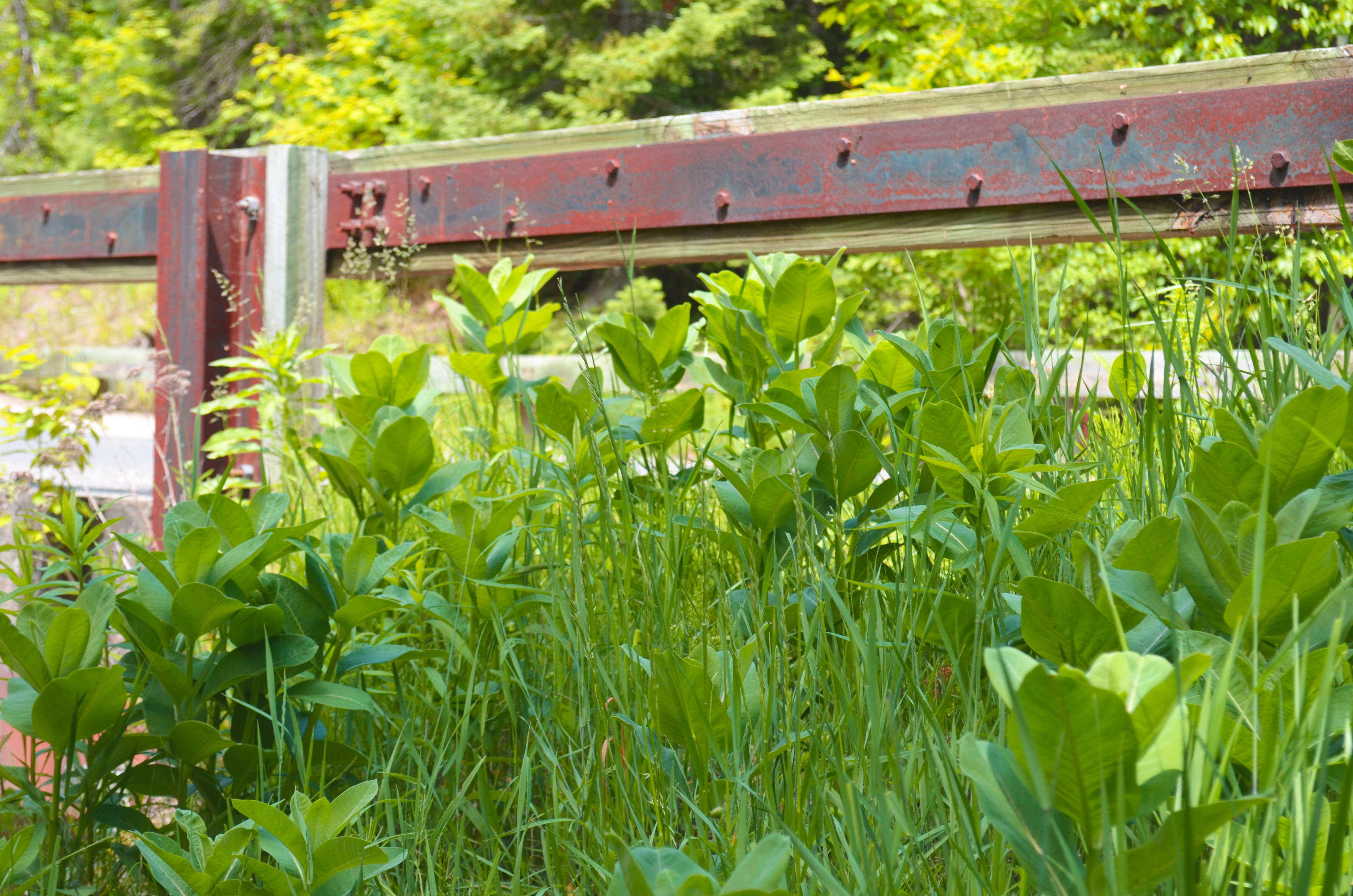 Image of common milkweed