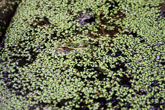 Image of Northern Leopard Frog