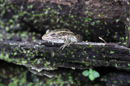 Image of Northern Leopard Frog