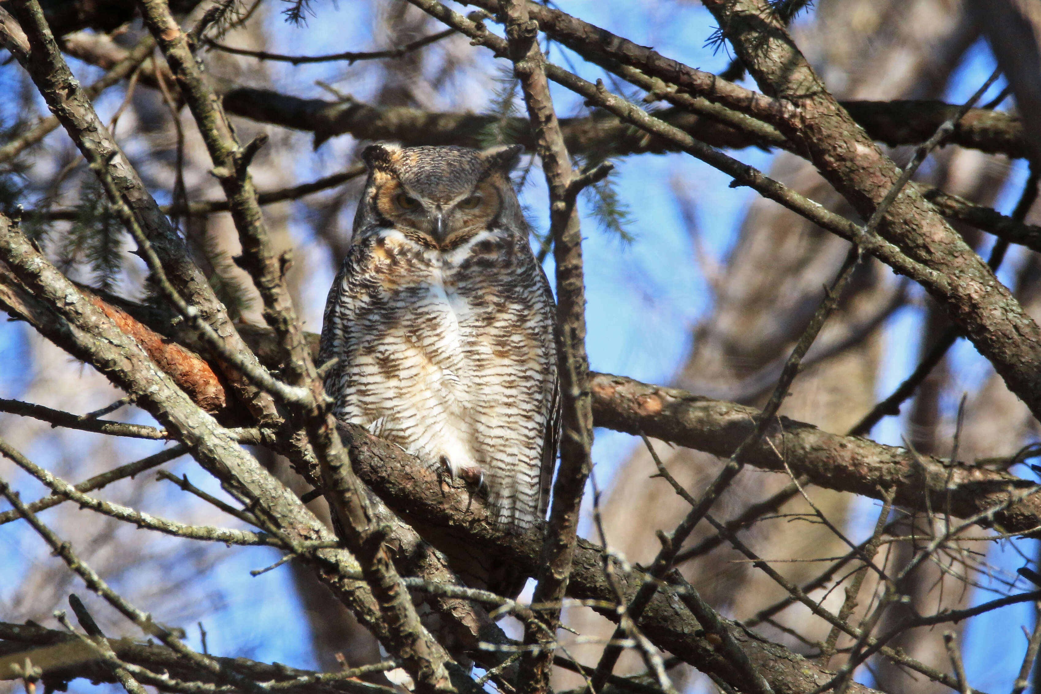 Image of Great Horned Owl