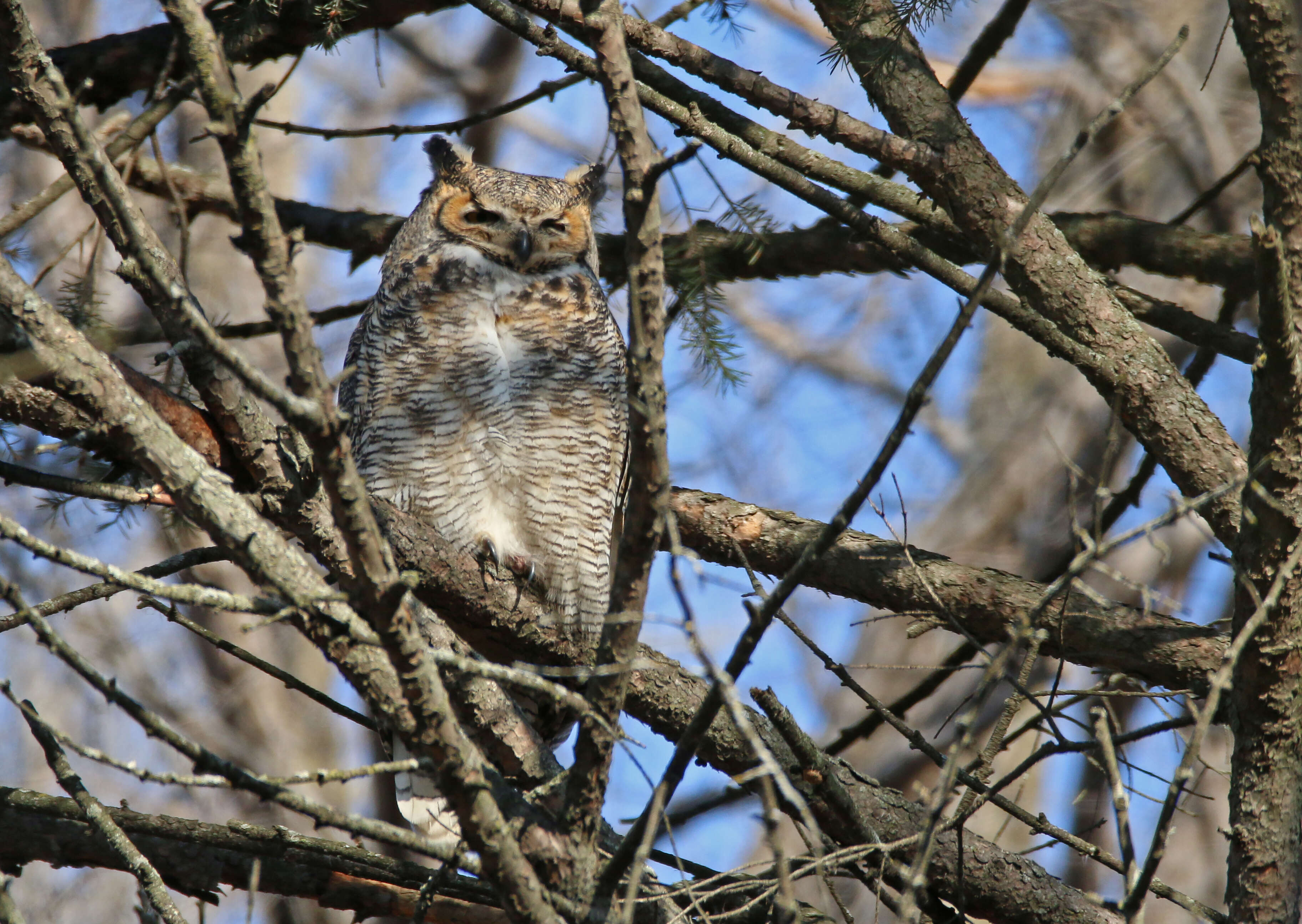 Image of Great Horned Owl