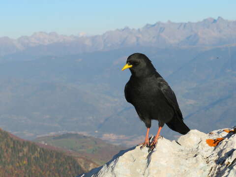 Image of Alpine Chough