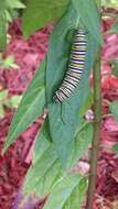 Image of swamp milkweed