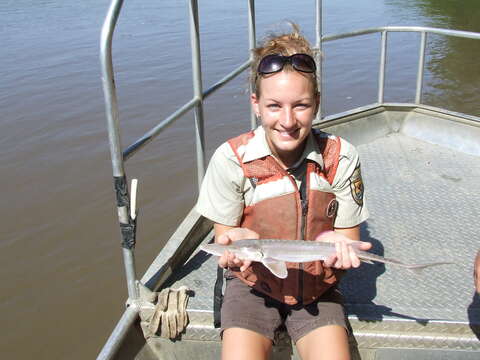 Image of Pallid Sturgeon