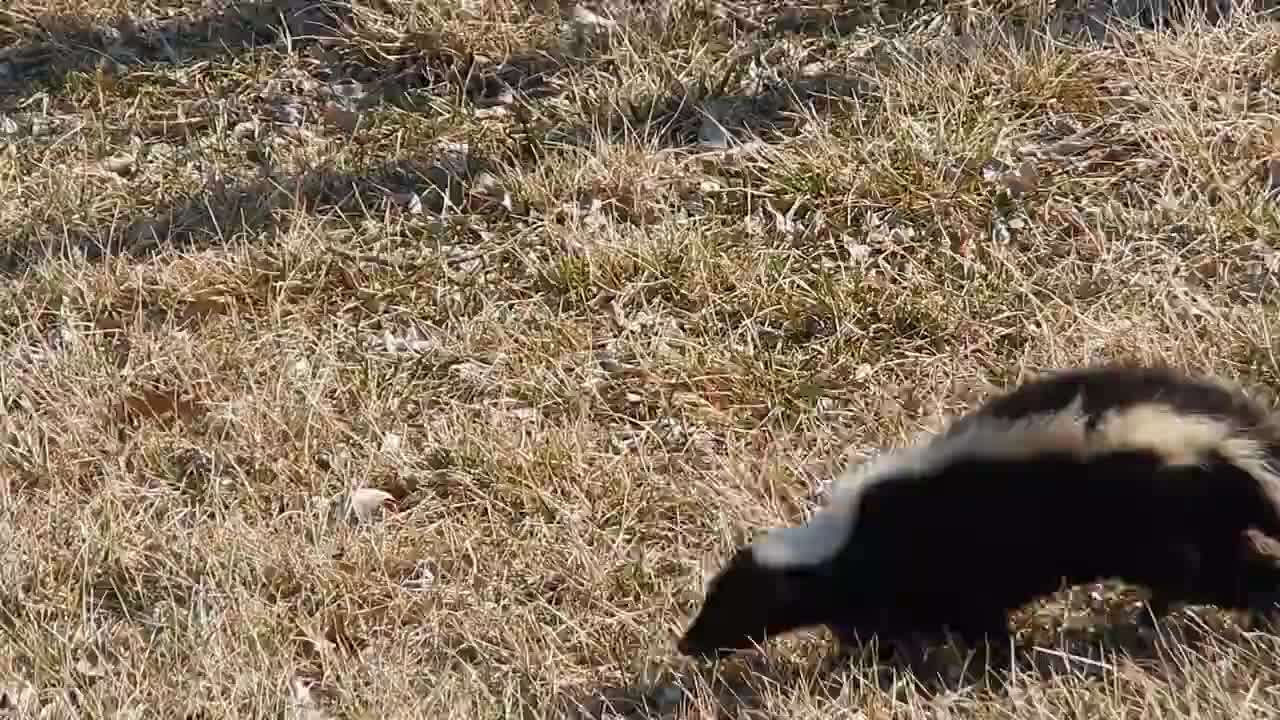 Image of Hooded and Striped Skunks