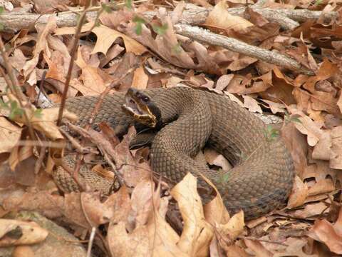 Image of Cottonmouth