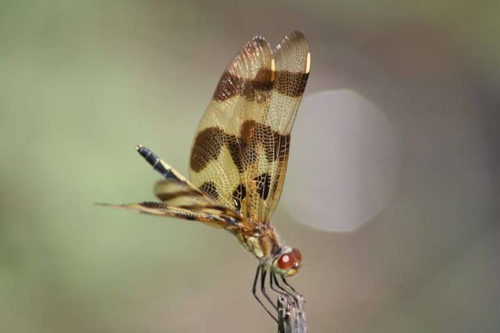 Celithemis eponina (Drury 1773) resmi