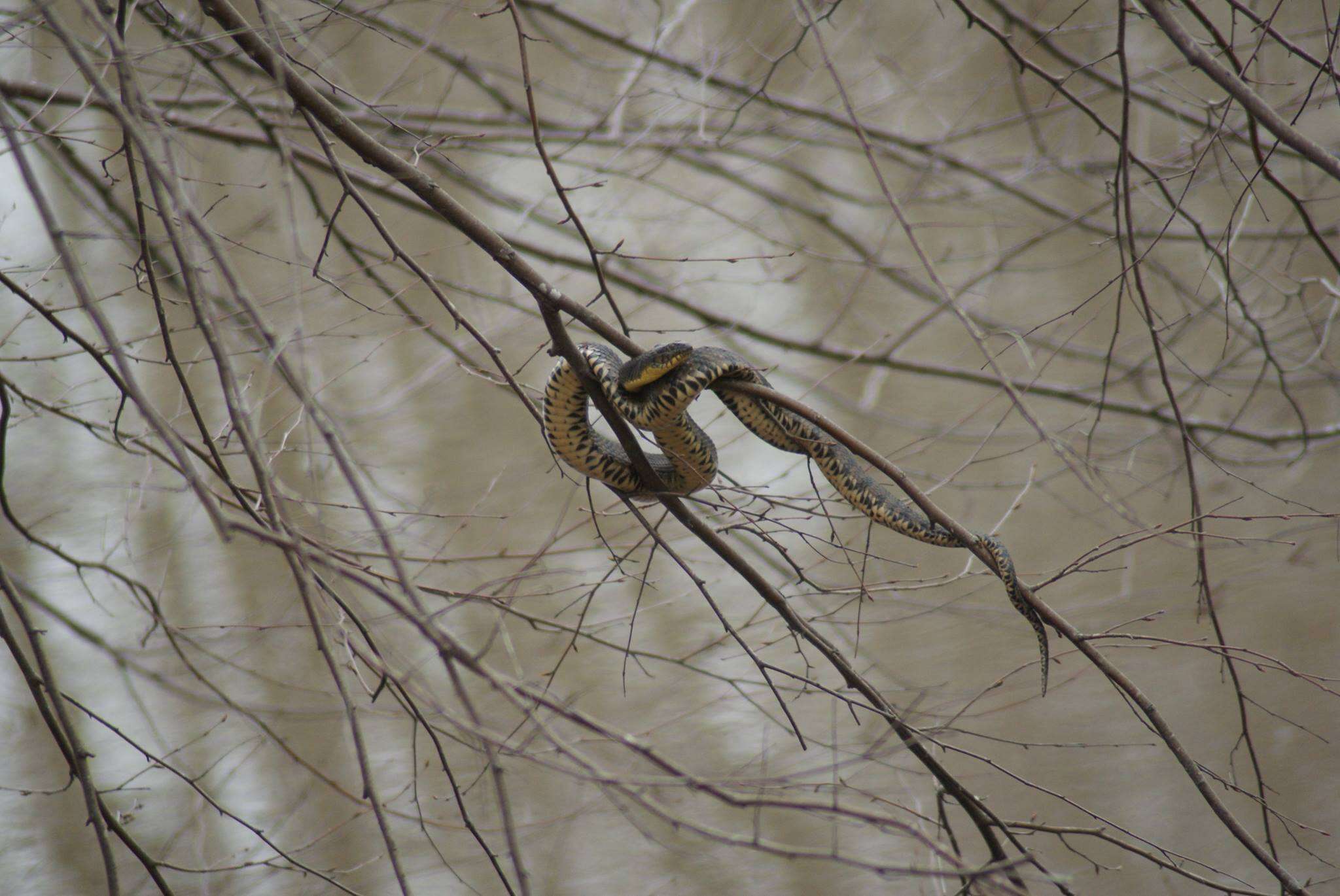 Image of Southern Water Snake