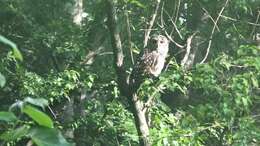 Image of Barred Owl