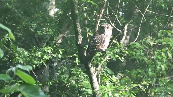 Image of Barred Owl