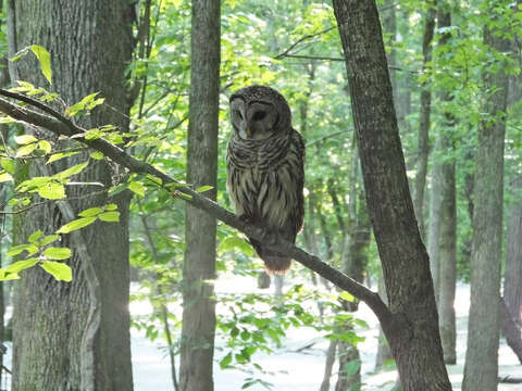 Image of Barred Owl