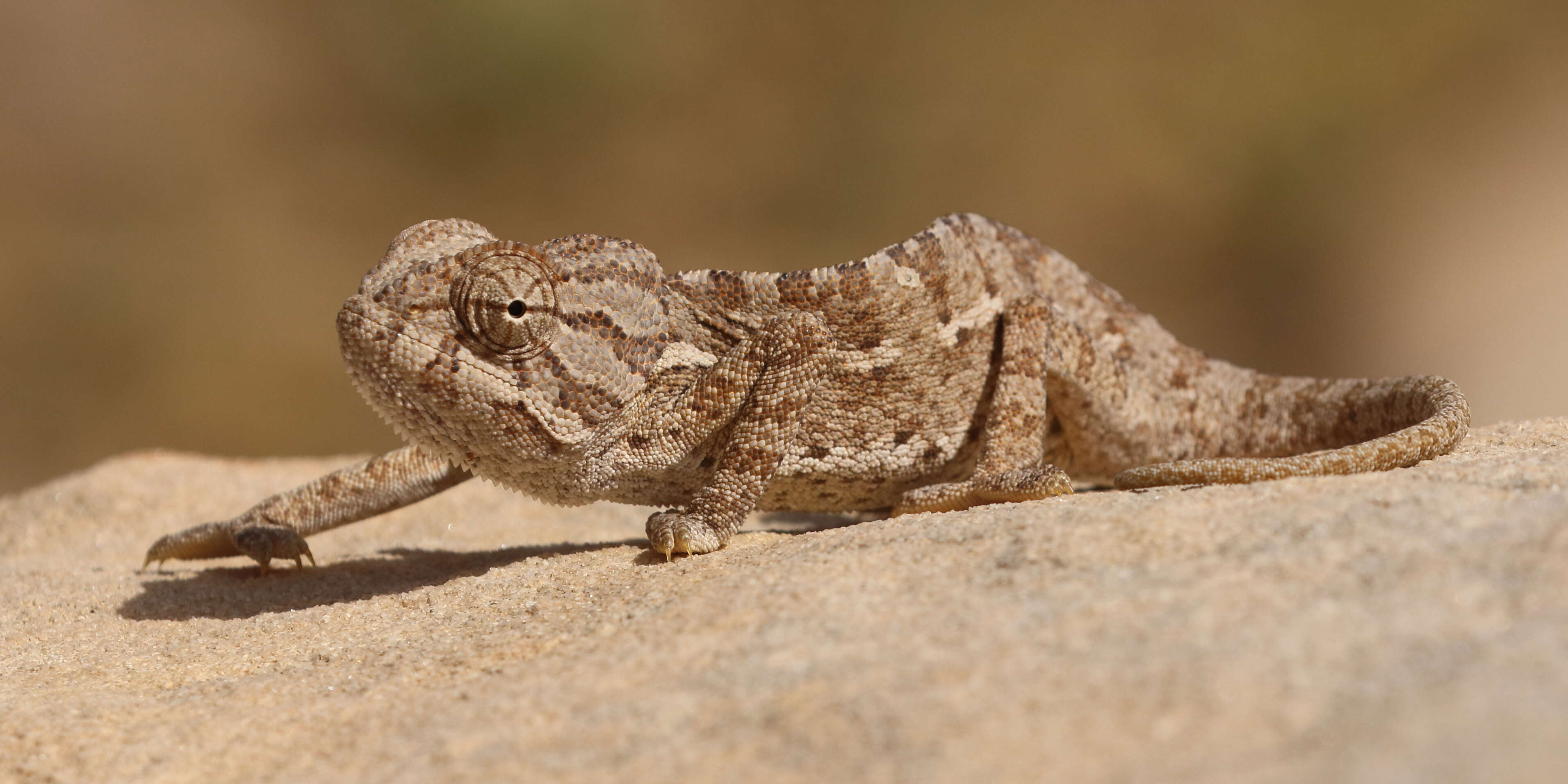 Image de Caméléon commun