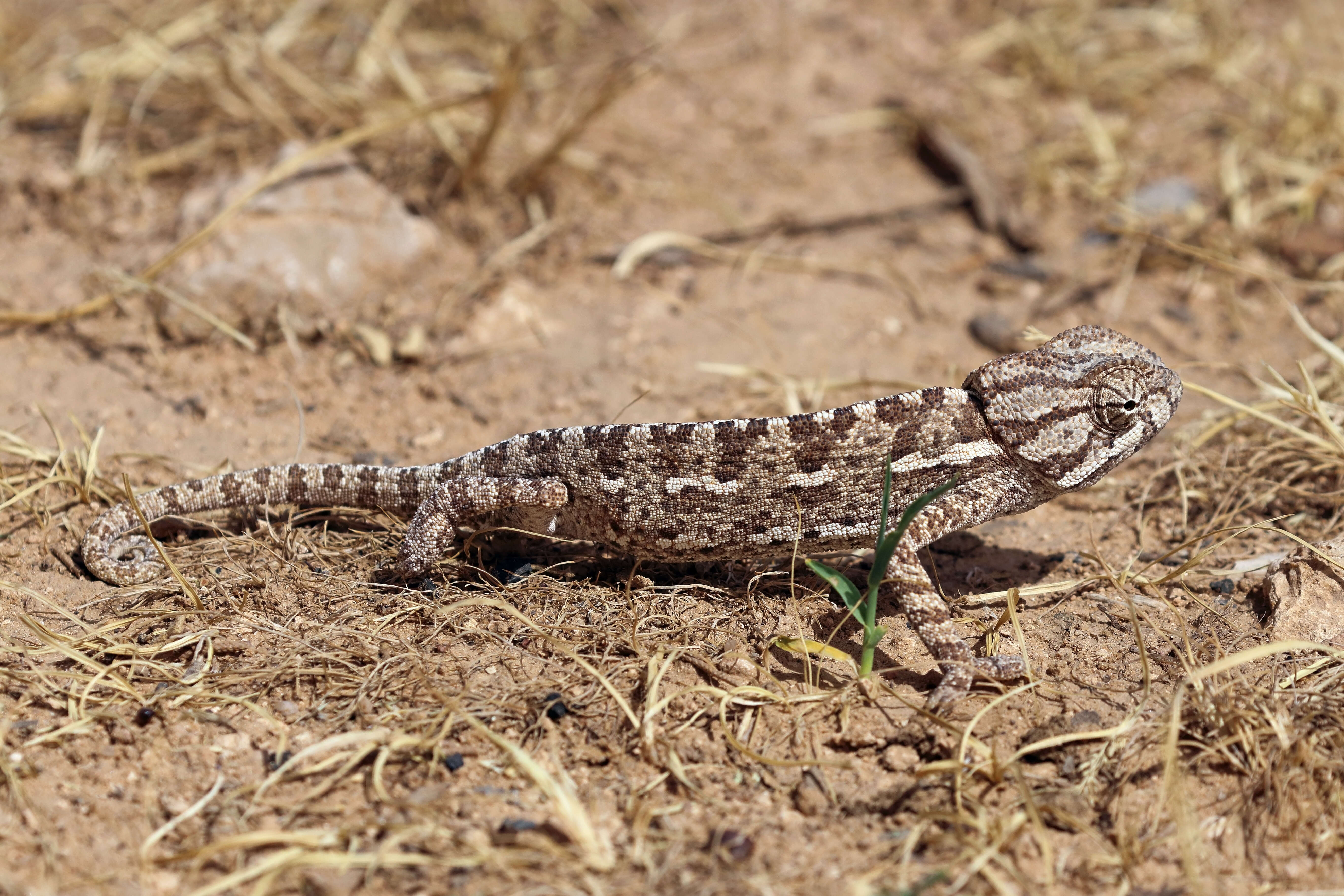 Image de Caméléon commun