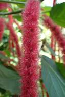 Imagem de Acalypha hispida Burm. fil.