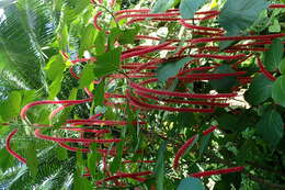 Imagem de Acalypha hispida Burm. fil.