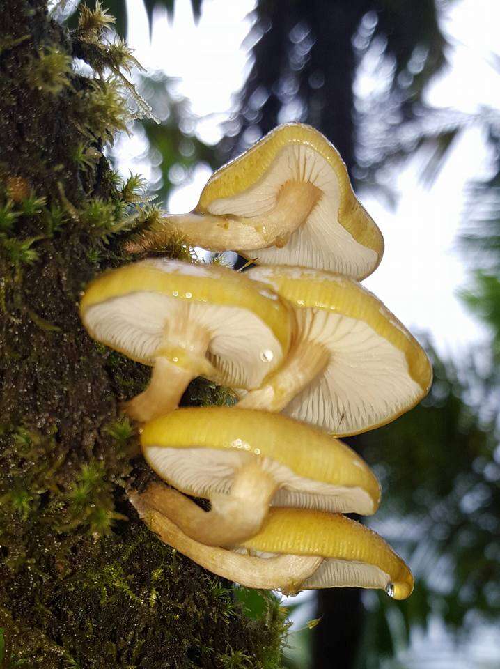 Armillaria puiggarii Speg. 1889 resmi