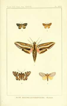 Plancia ëd Dichromodes ida Hudson 1905