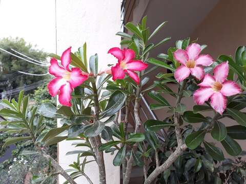 Imagem de Adenium obesum (Forsk.) Roem. & Schult.