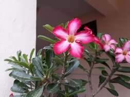 Image of Desert Rose