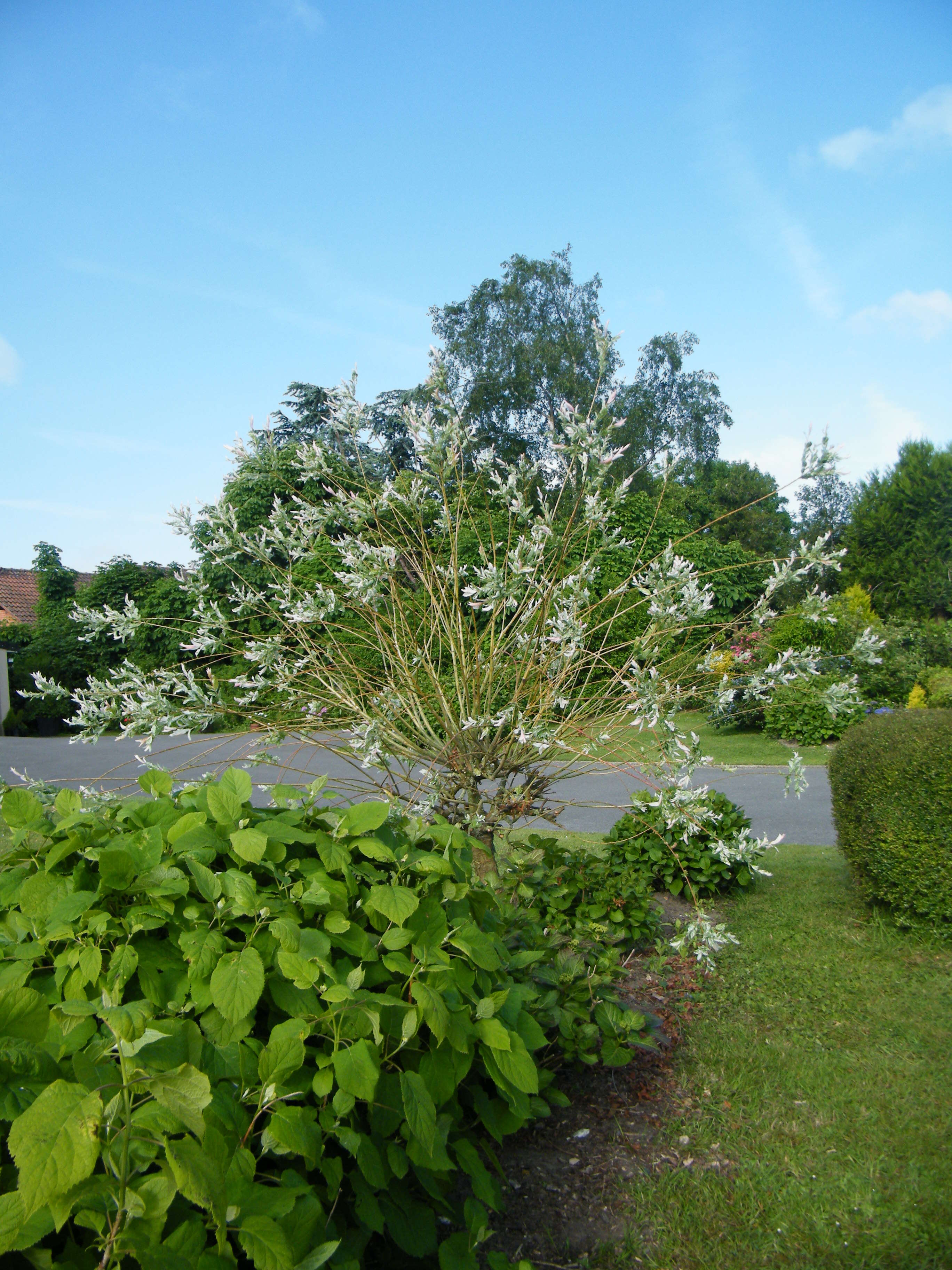 Image of Salix integra Thunb.