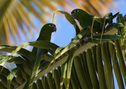 Image of Hispaniolan Conure