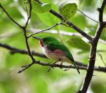 Image of Broad-billed Tody