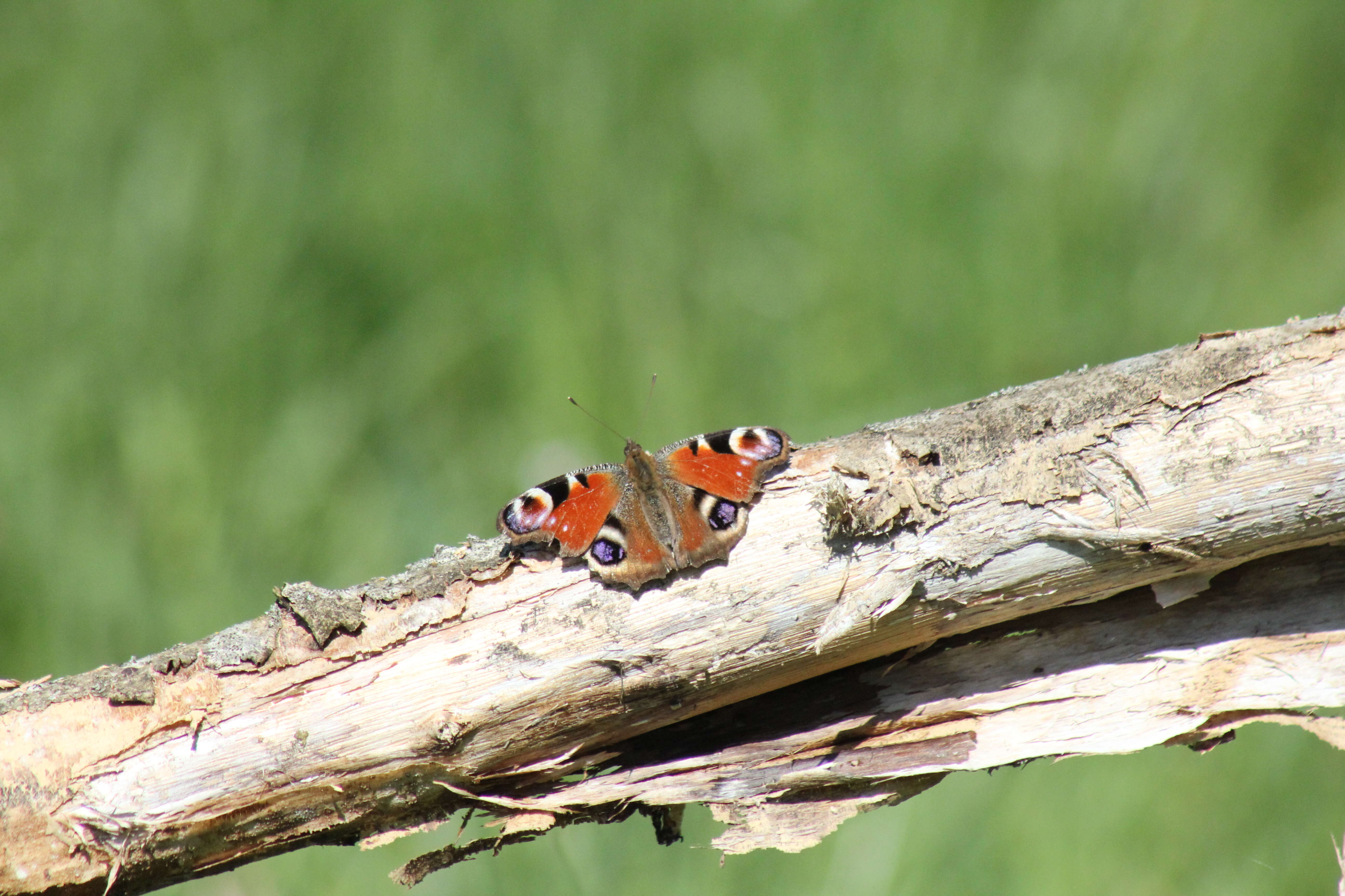 Image of Aglais io