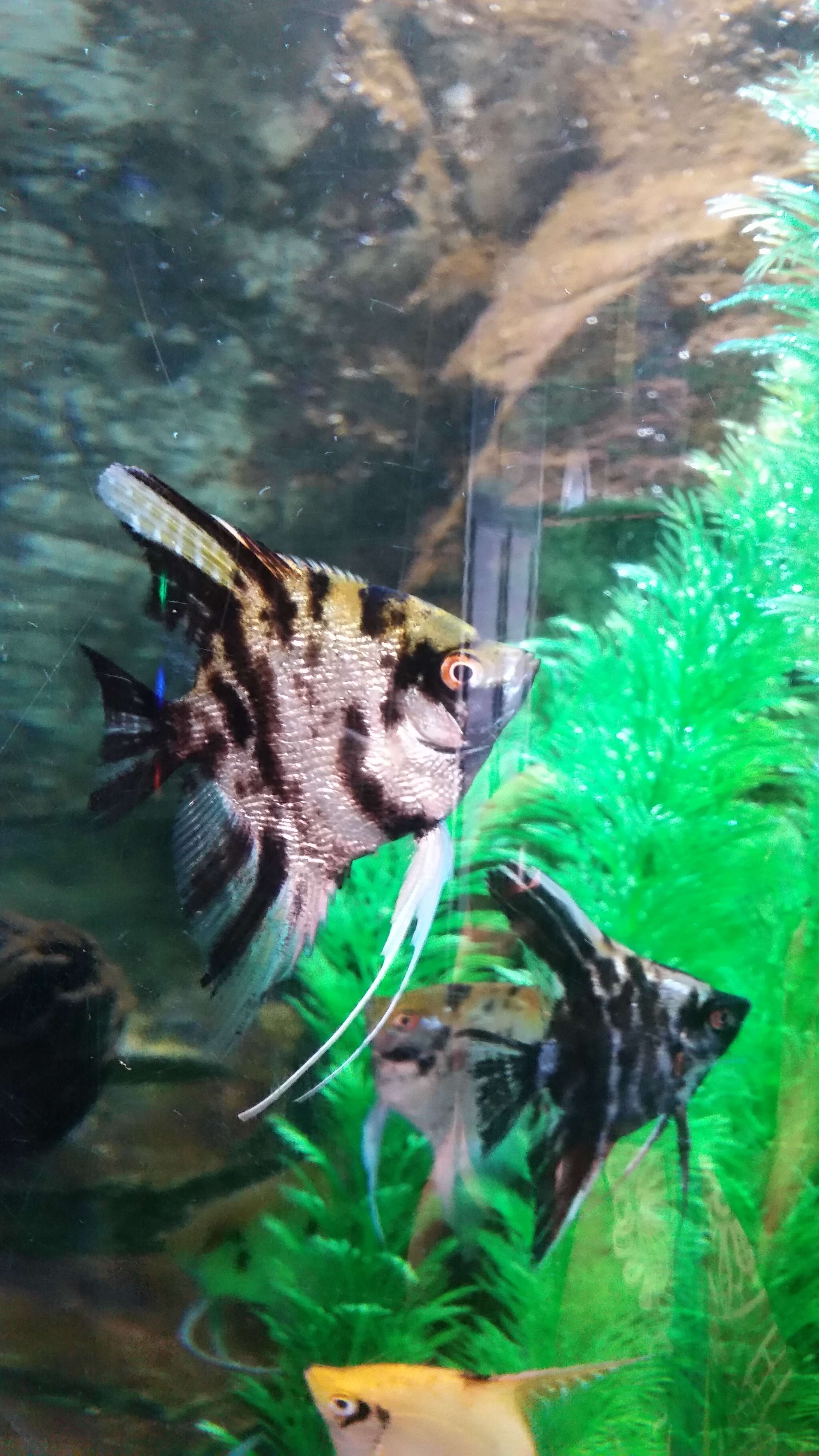 Image of freshwater angelfish