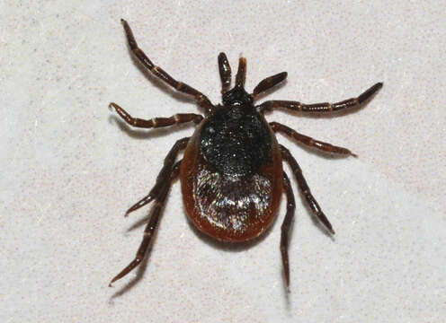 Image of Ixodes ricinus (Linnaeus 1758)