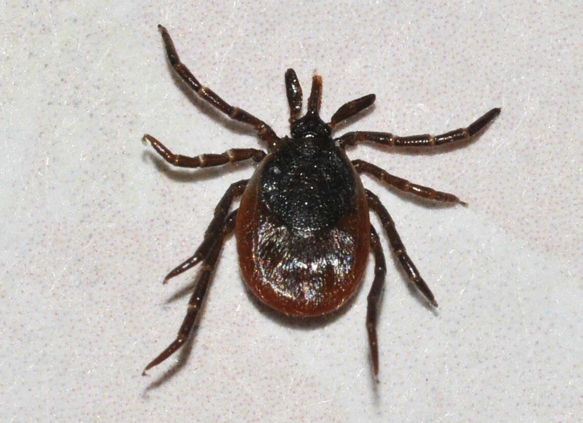 Image of Common sheep tick