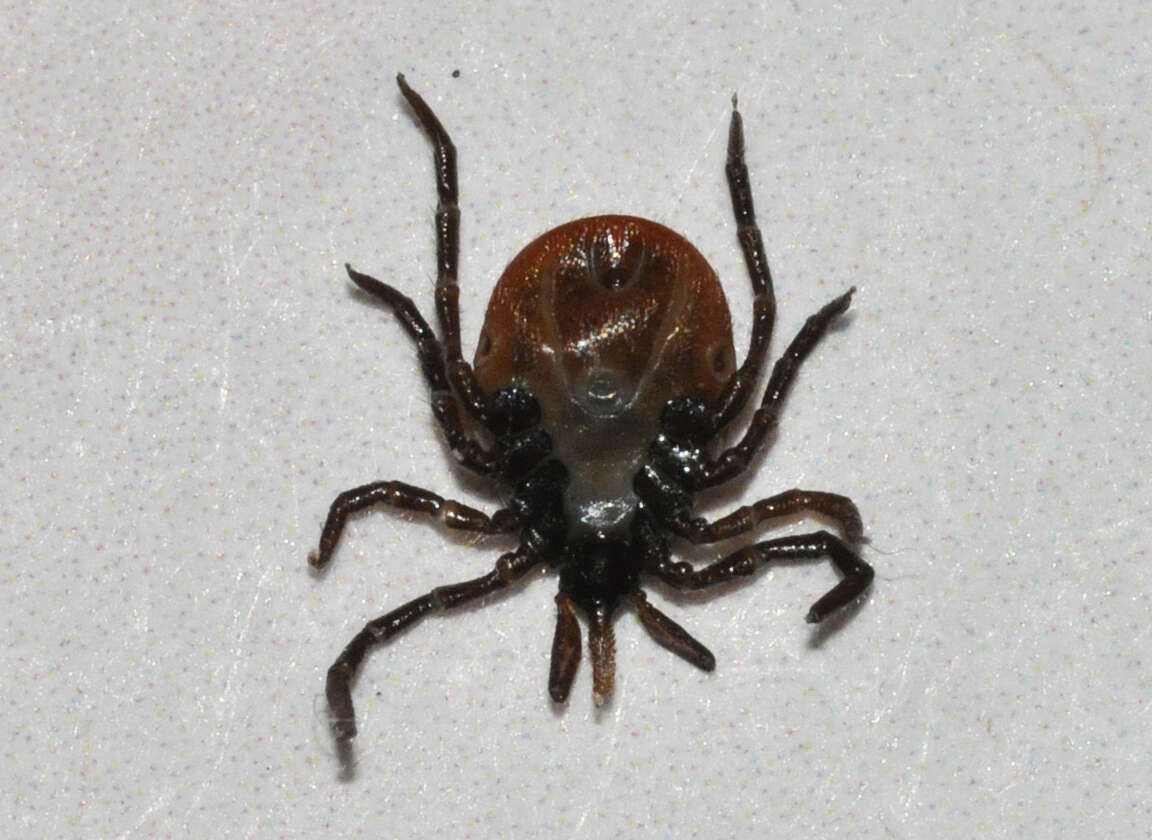 Image de Ixodes ricinus (Linnaeus 1758)