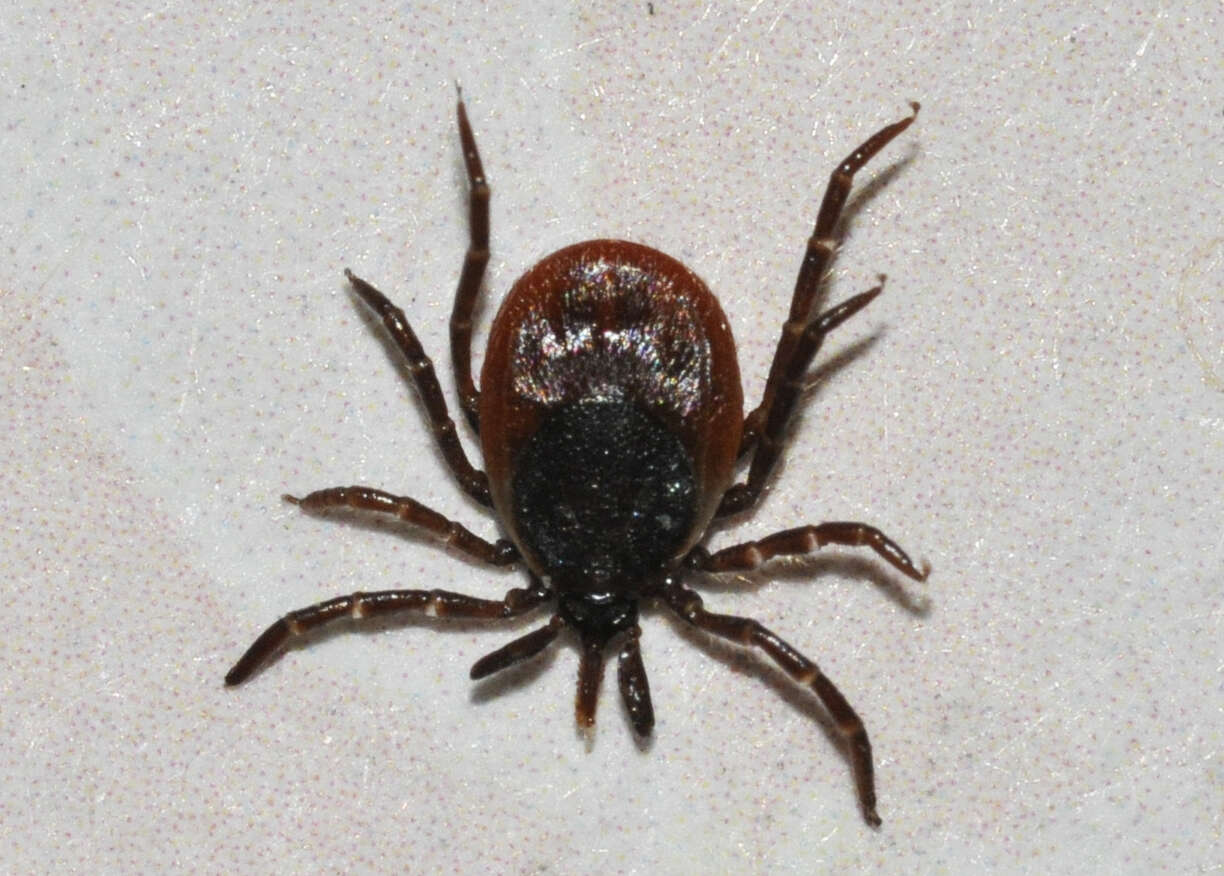 Image of Common sheep tick