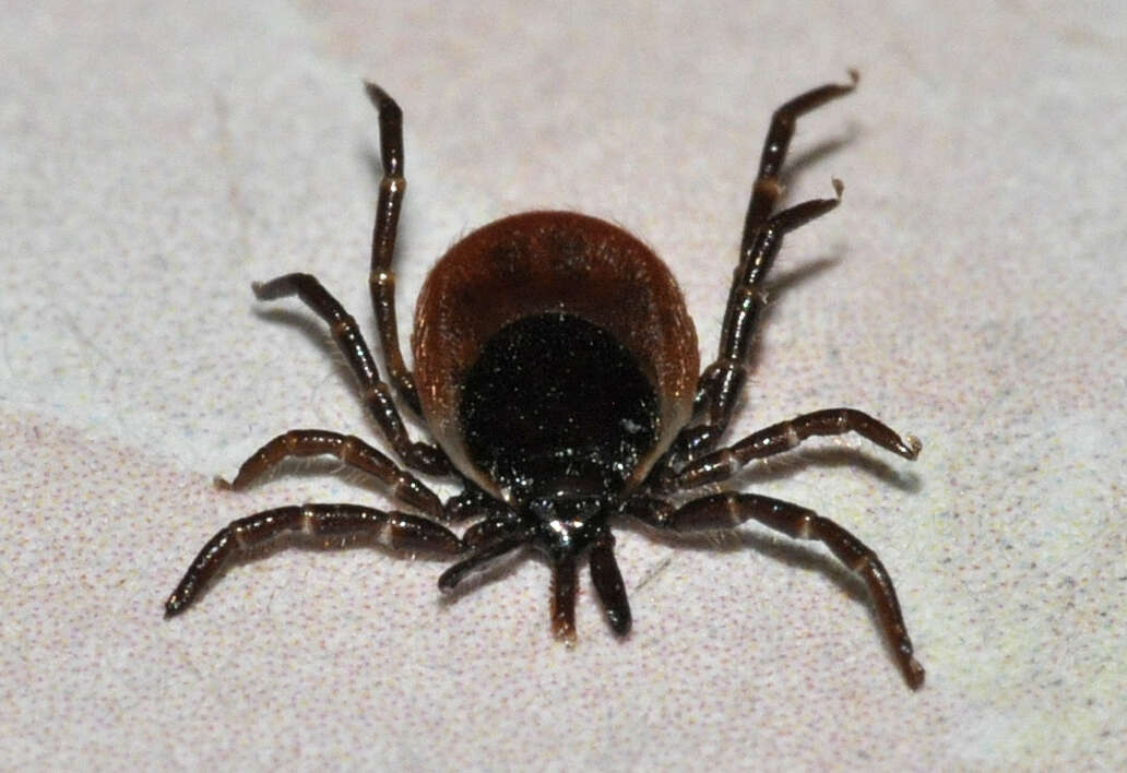 Image of Common sheep tick