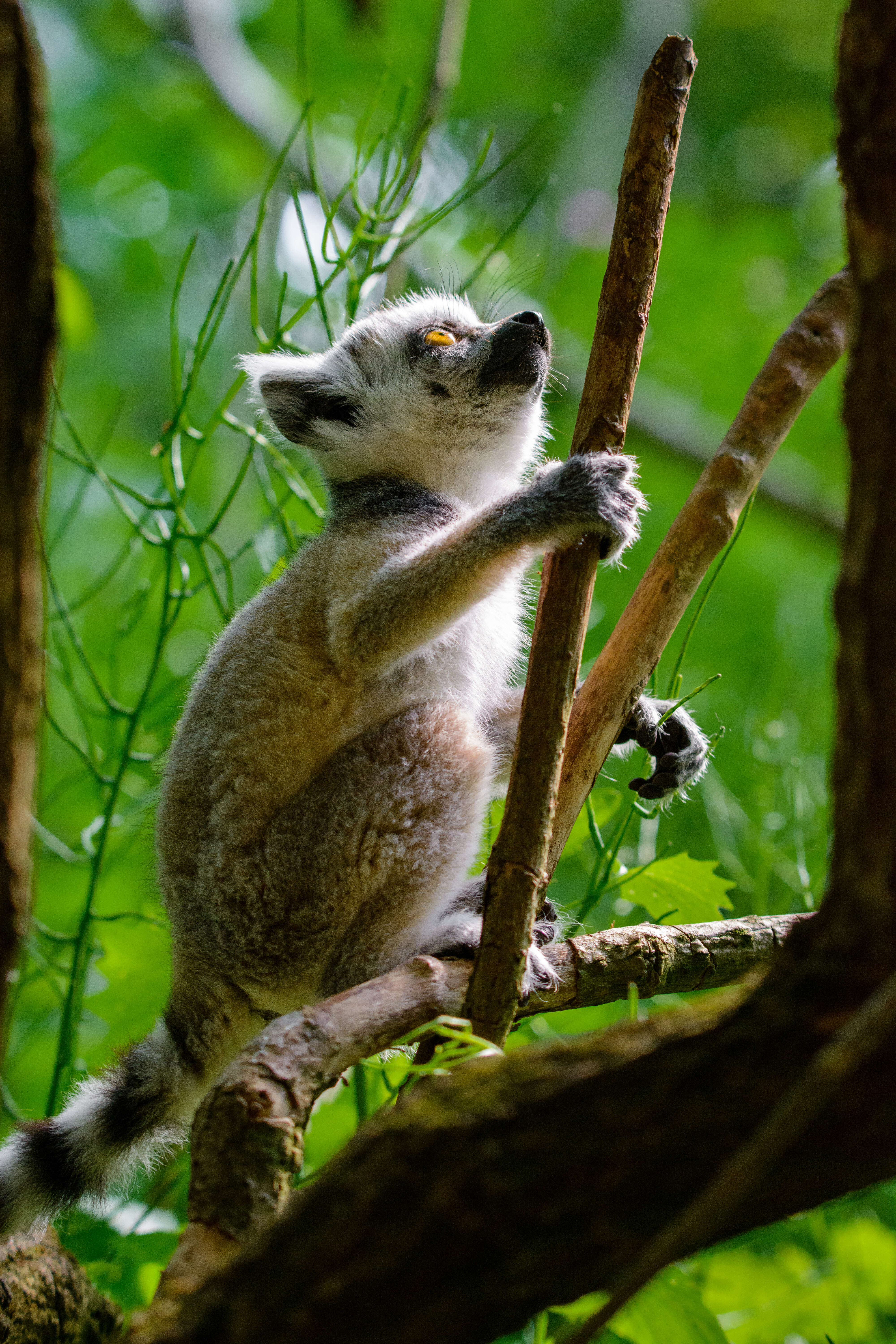 Image of Lemur Linnaeus 1758