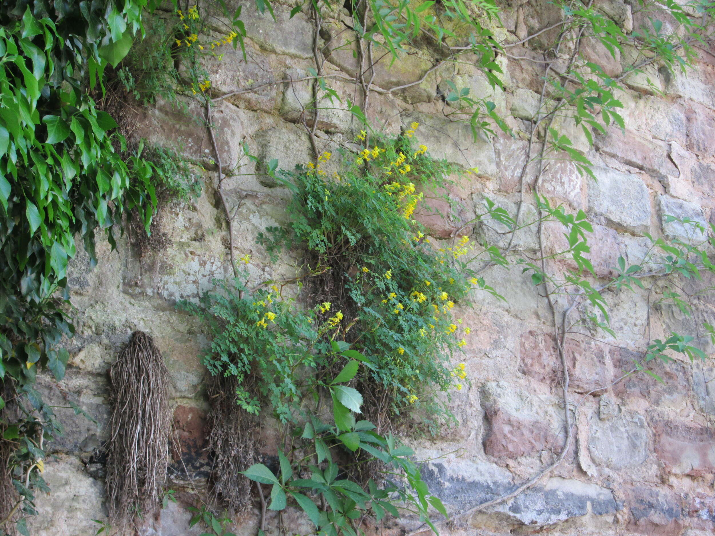 Plancia ëd Pseudofumaria lutea (L.) Borkh.