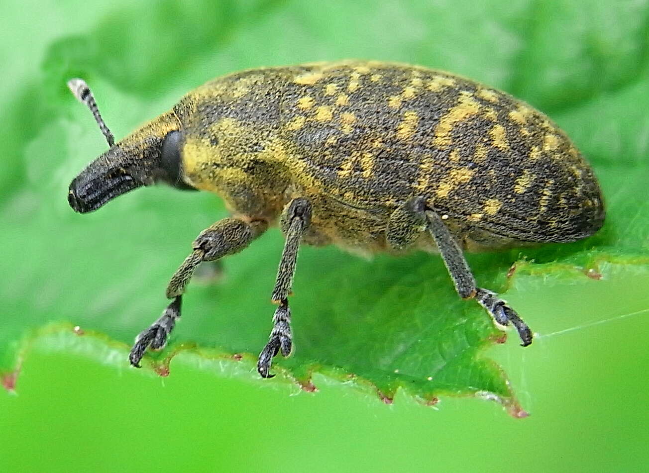 Image of Weevil