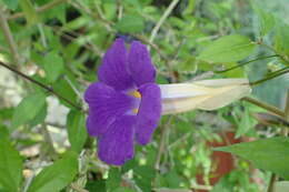 Image de Thunbergia erecta (Benth.) T. Anders.