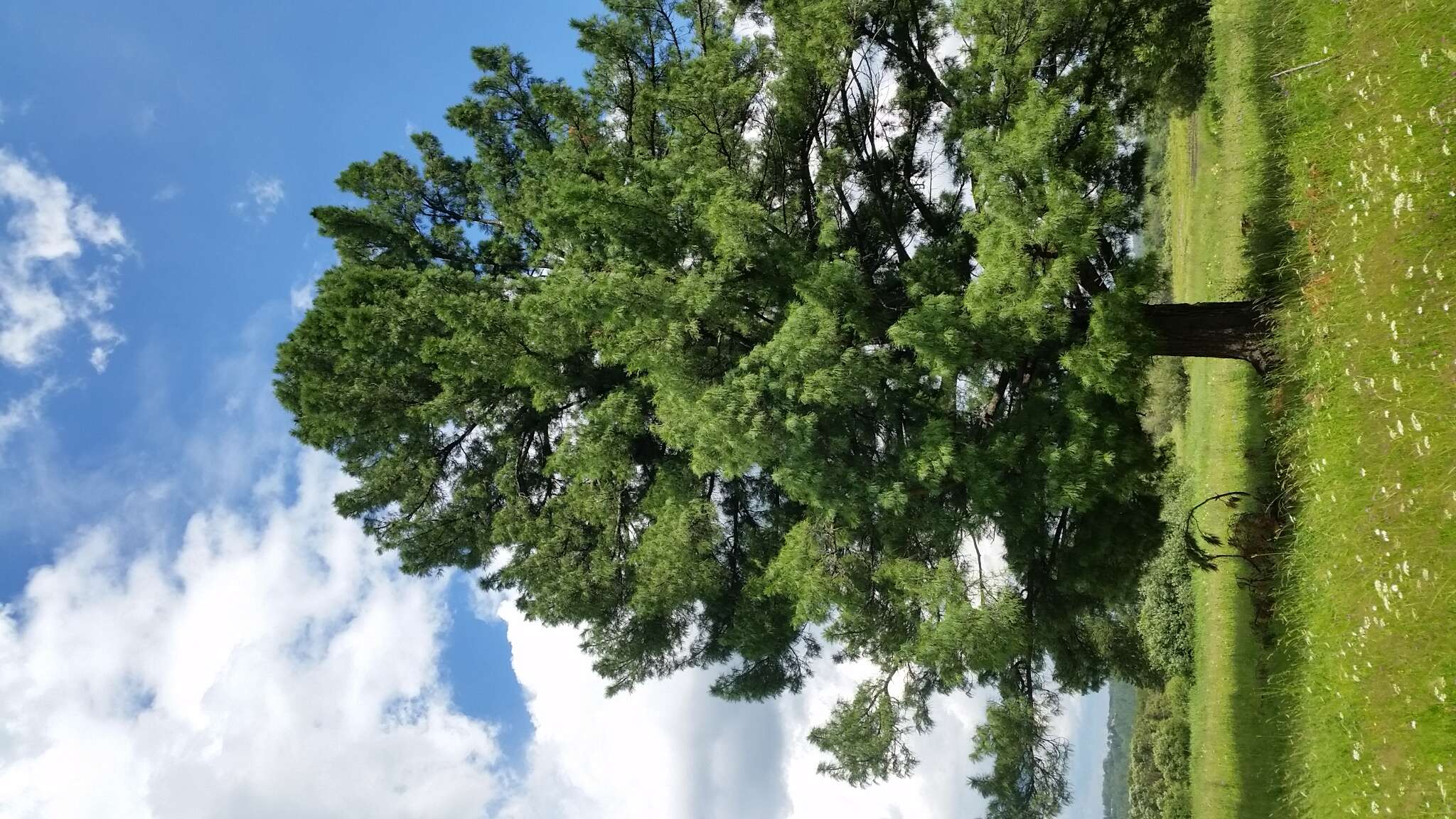 Imagem de Pinus sibirica Du Tour