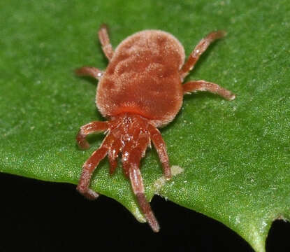 Image of Trombidium holosericeum