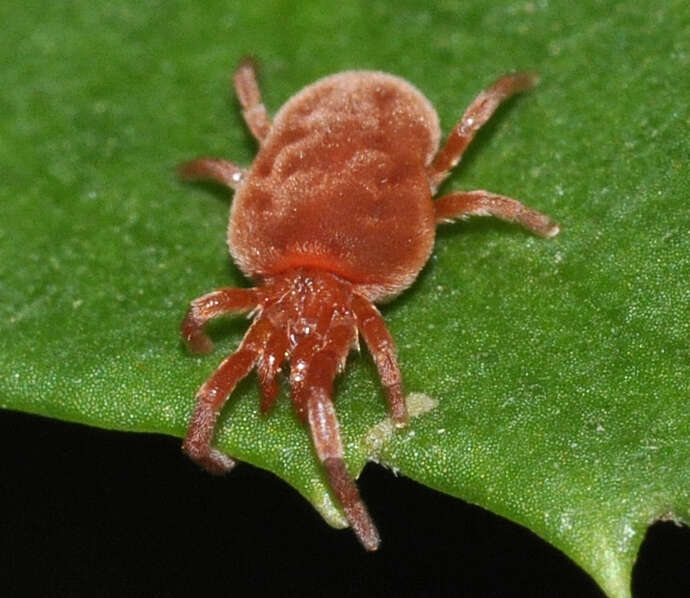 Imagem de Trombidium holosericeum