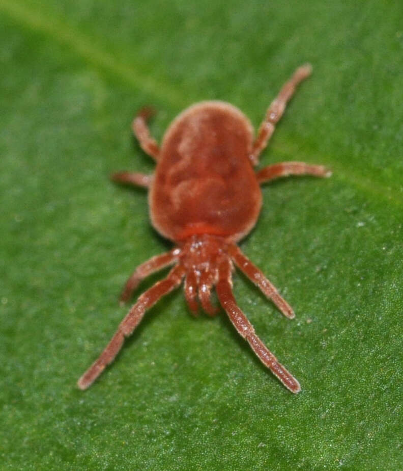 Image of Trombidium holosericeum