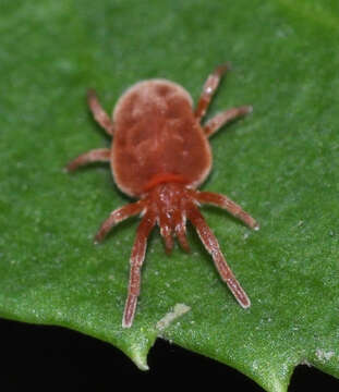 Image of Trombidium holosericeum