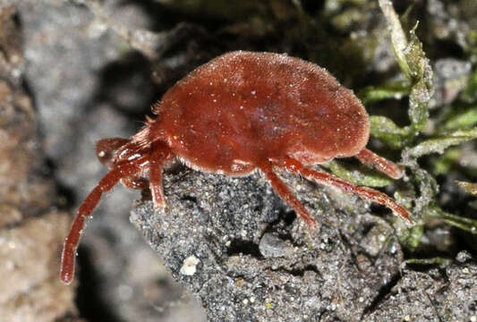 Imagem de Trombidium holosericeum