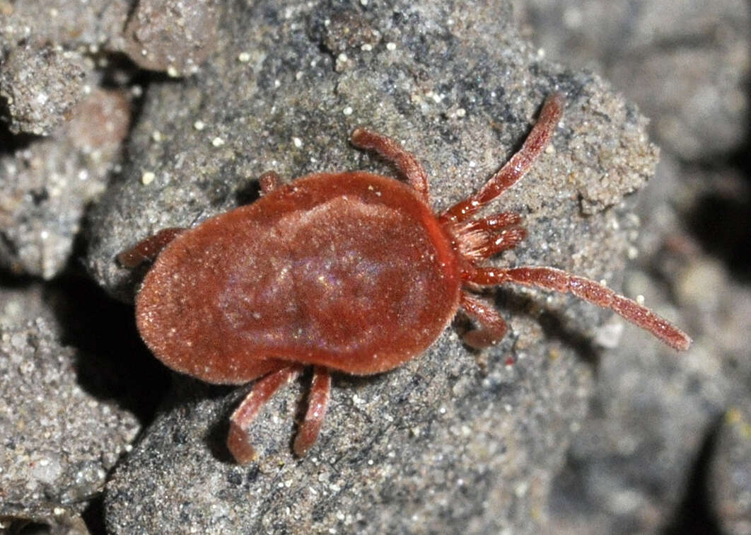 Image of Trombidium holosericeum