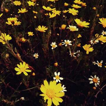 Image of field marigold