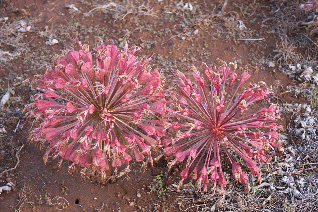 Image of candelabra lily