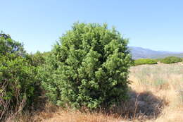 Image of Prickly Juniper