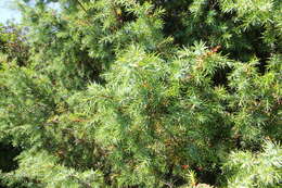 Image of Prickly Juniper