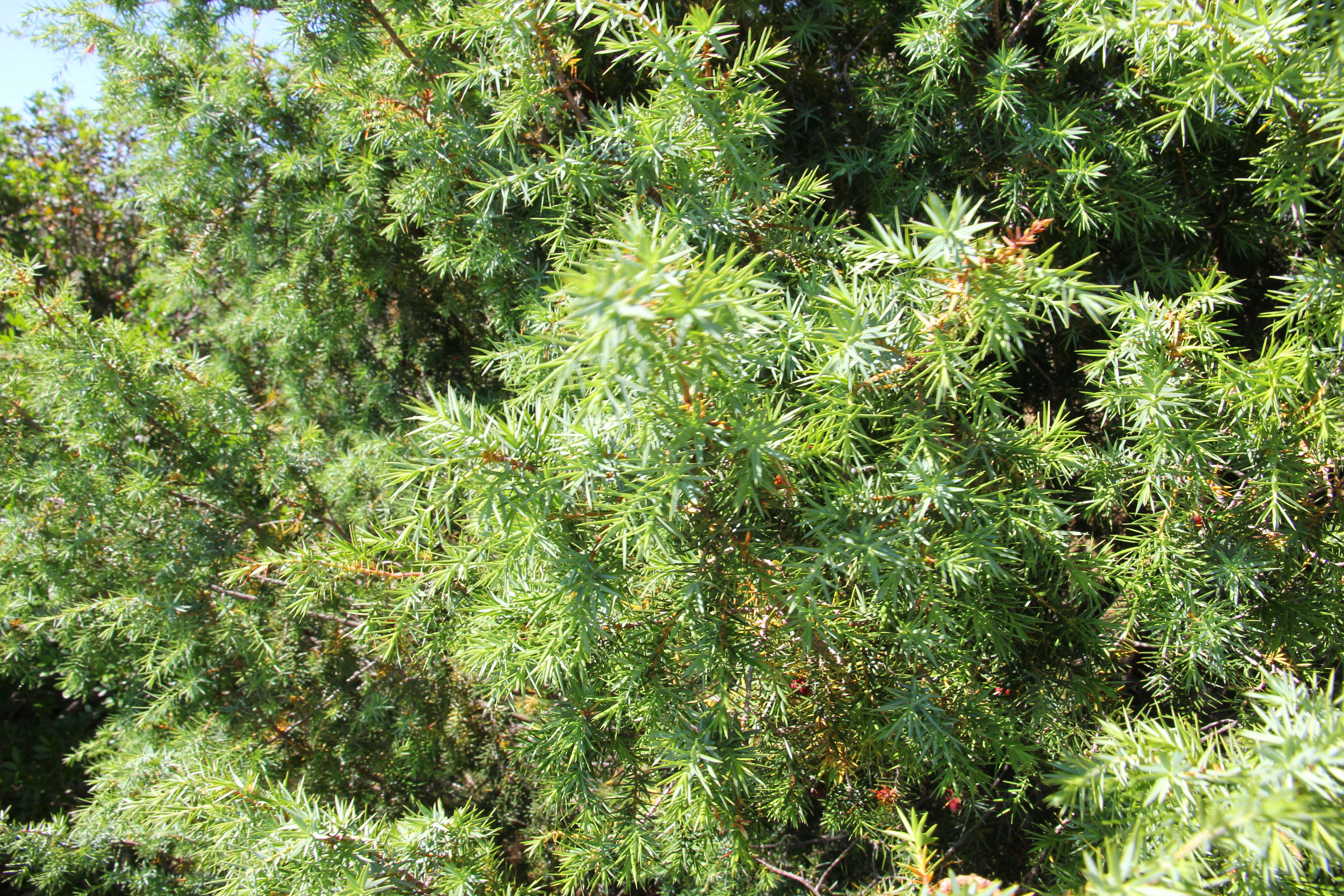 Image of Prickly Juniper