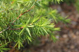 Image of Prickly Juniper